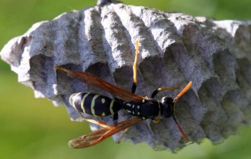 Réf. 66 138 : Polistes sp.