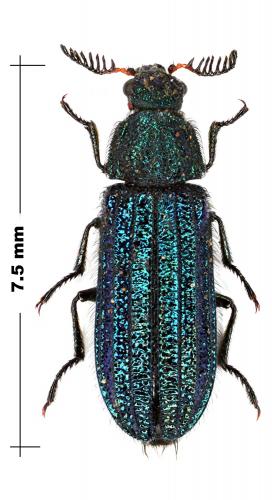 Réf. 66 001 : Melyris elongata