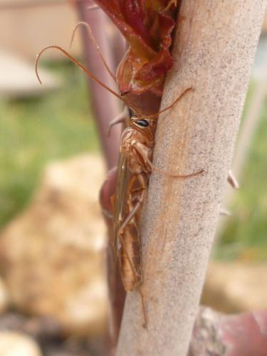 Ophion sp.