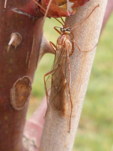 Ophion variegatus