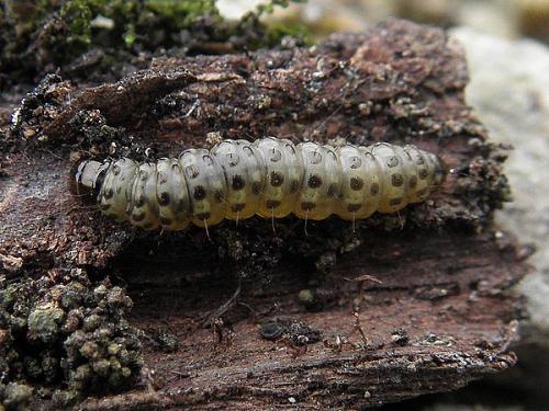 Depressaria sp.