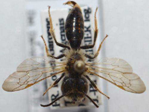 Réf. 66 511 : Andrena bucephala