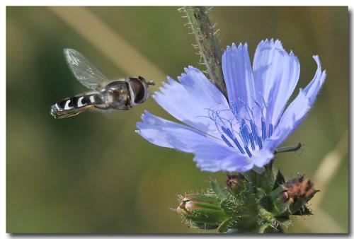 Réf. 66 755 : Scaeva pyrastri
