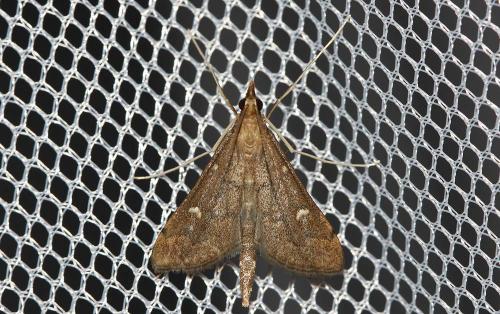 Réf. 66 376 : Dolicharthria punctalis