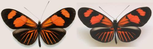 Réf. 66 563 : Heliconius sp.