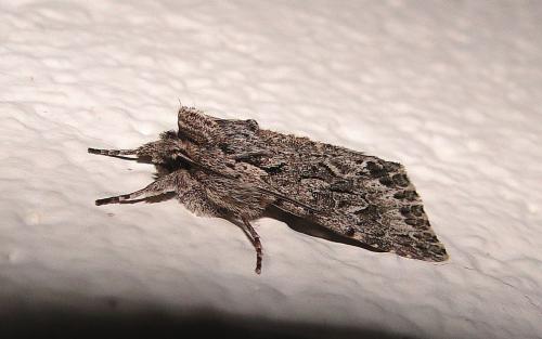 Xylocampa areola