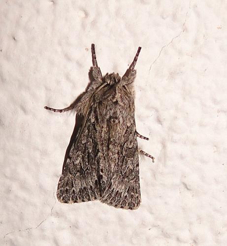 Xylocampa areola