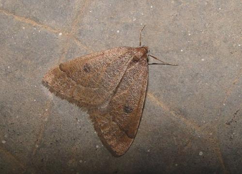 Réf. 66 355 : Theria primaria