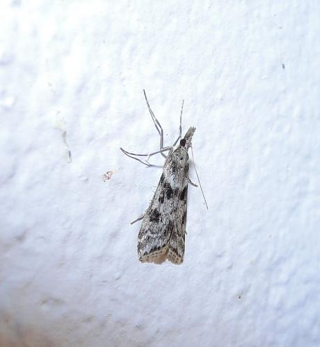 Eudonia angustea