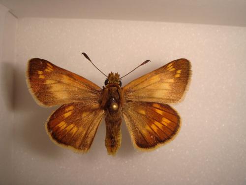 Ochlodes sylvanus
