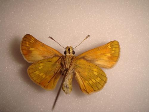 Ochlodes sylvanus