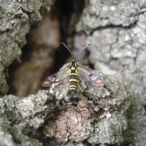 Réf. 66 886 : Synanthedon conopiformis