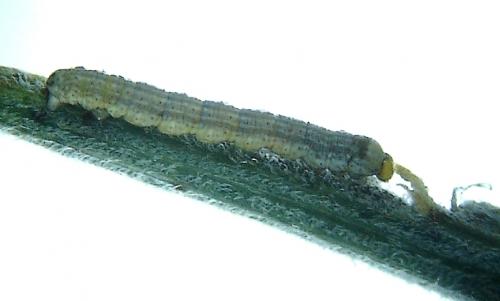 Isturgia miniosaria