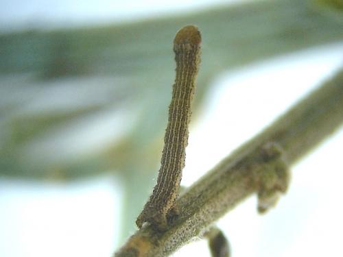 Réf. 66 804 : Isturgia miniosaria
