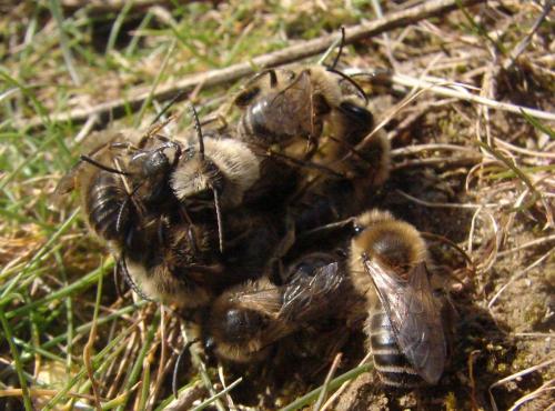 Colletes cunicularius