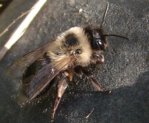 Andrena bicolorata