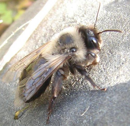 Andrena bicolorata