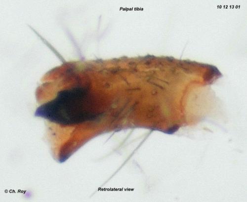 Réf. 66 294 : Agroeca inopina