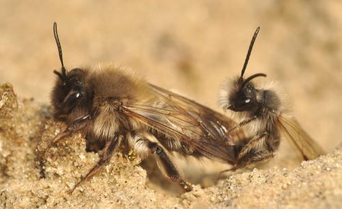 Réf. 66 811 : Andrena nycthemera