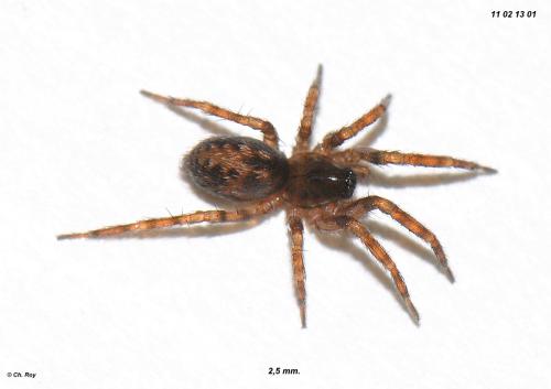 Cryphoeca silvicola