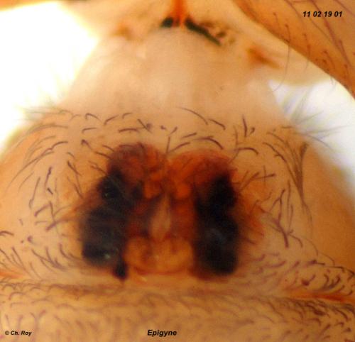 Réf. 66 733 : Cicurina cicur