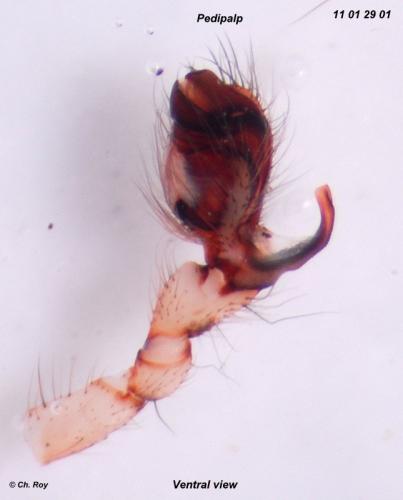 Réf. 66 204 : Metellina merianae
