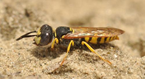 Réf. 66 575 : Philanthus triangulum
