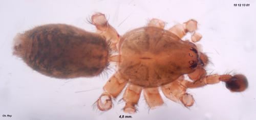 Réf. 66 245 : Agroeca inopina