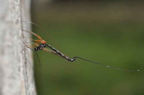 Réf. 66 383 : Pimplinae inconnu