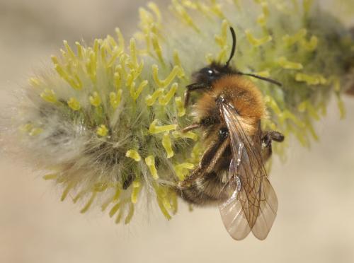 Réf. 66 867 : Andrena nycthemera