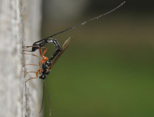Réf. 66 382 : Pimplinae inconnu