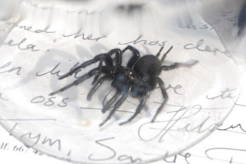 Macrothele calpeiana