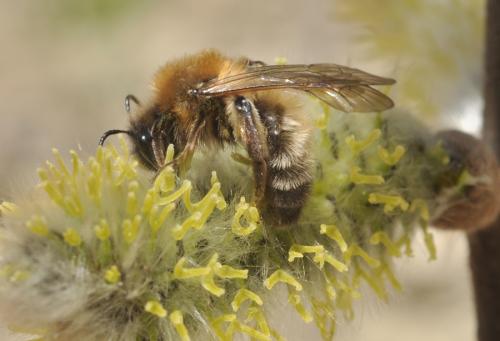 Réf. 66 866 : Andrena nycthemera