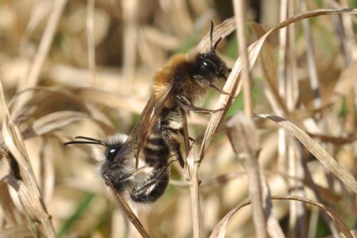 Réf. 66 925 : Andrena nycthemera