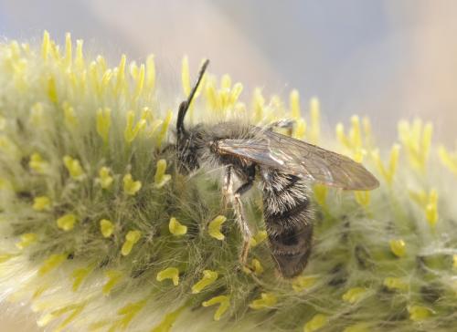 Andrena sp.