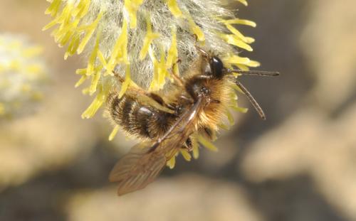Andrena sp.