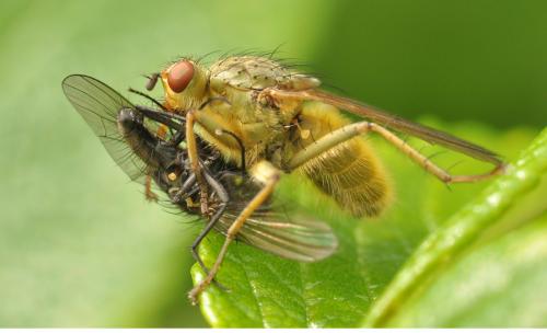 Scathophaga stercoraria