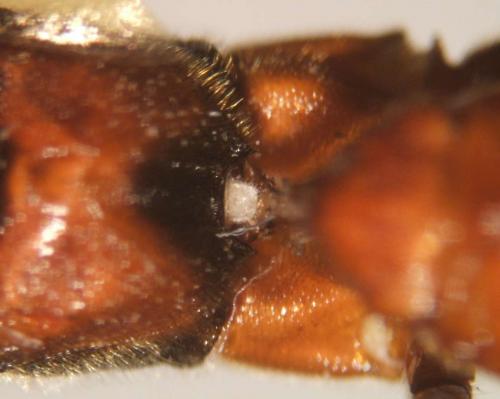 Réf. 66 993 : Lymantrichneumon disparis