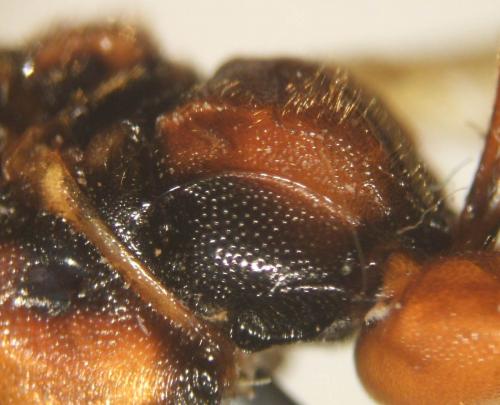 Réf. 66 995 : Lymantrichneumon disparis