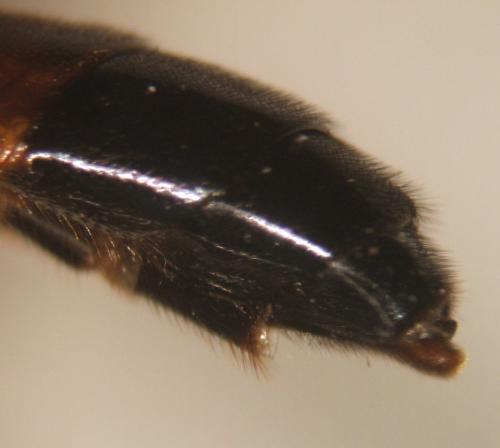 Réf. 66 996 : Lymantrichneumon disparis