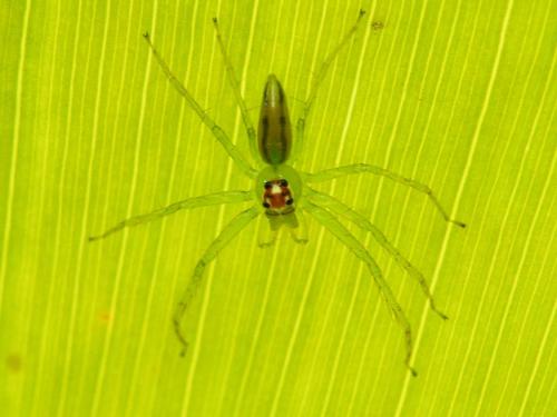 Lyssomanes sp.