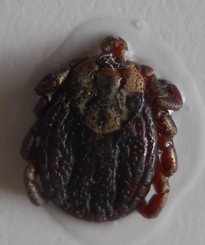 Dermacentor marginatus