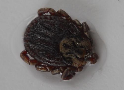Dermacentor marginatus