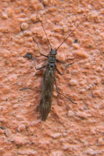 Réf. 66 824 : Taeniopteryx sp.