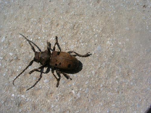 Herophila tristis