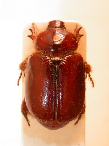 Calicnemis sardiniensis