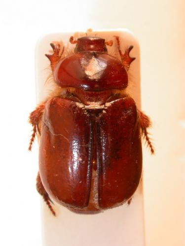 Calicnemis sardiniensis