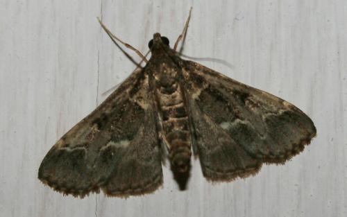 Duponchelia fovealis