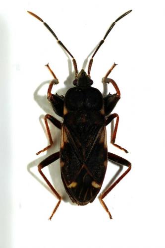 Réf. 66 977 : Eremocoris podagricus