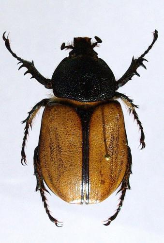 Golofa pelagon